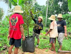 Tanam 250 Pohon Durian, Kader PDI Perjuangan Dorong Investasi Hijau di Masalambu