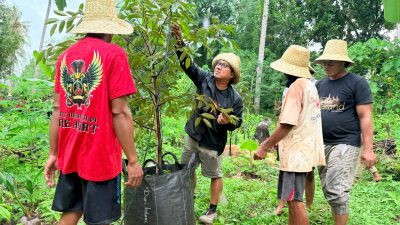 Tanam 250 Pohon Durian, Kader PDI Perjuangan Dorong Investasi Hijau di Masalambu